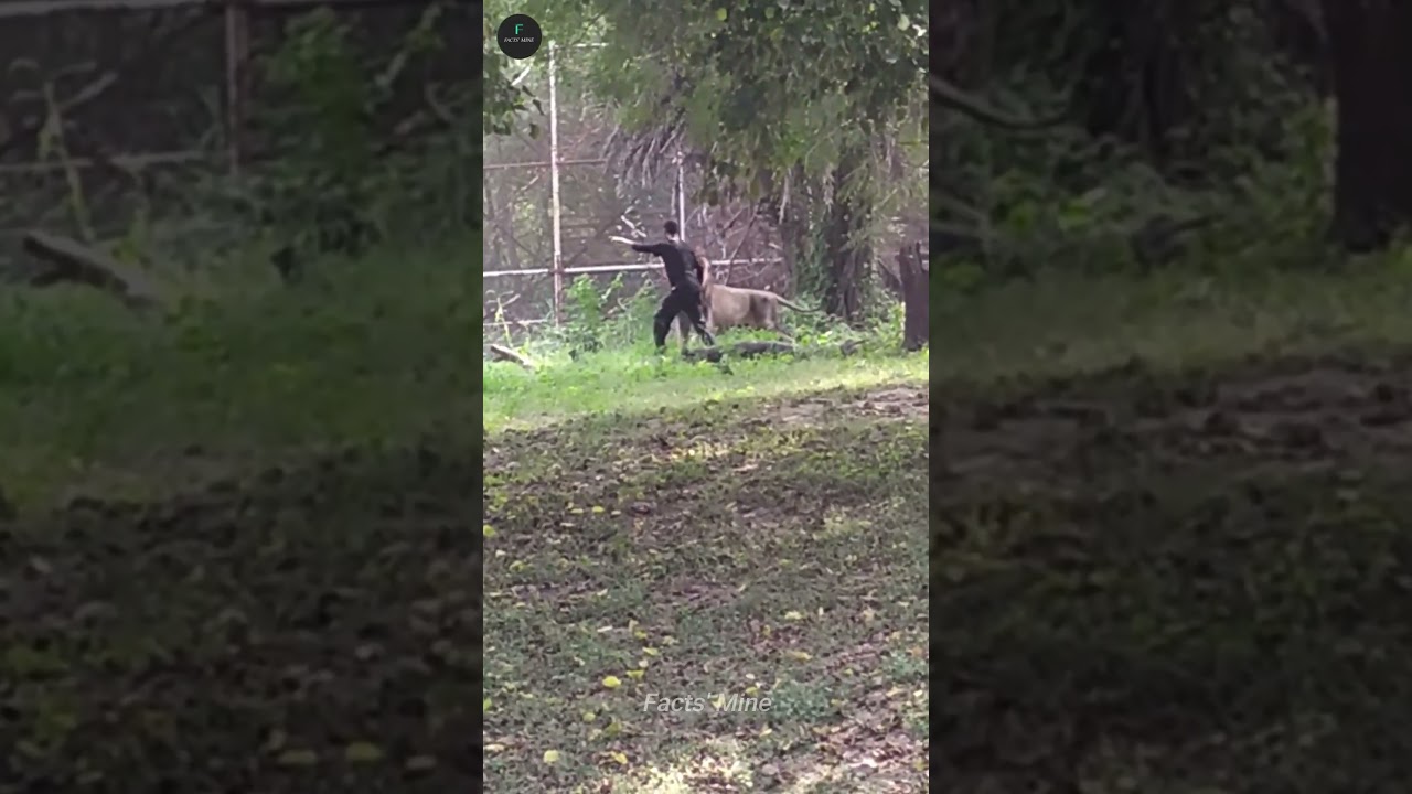 Drunk Man Talking to a Lion😂