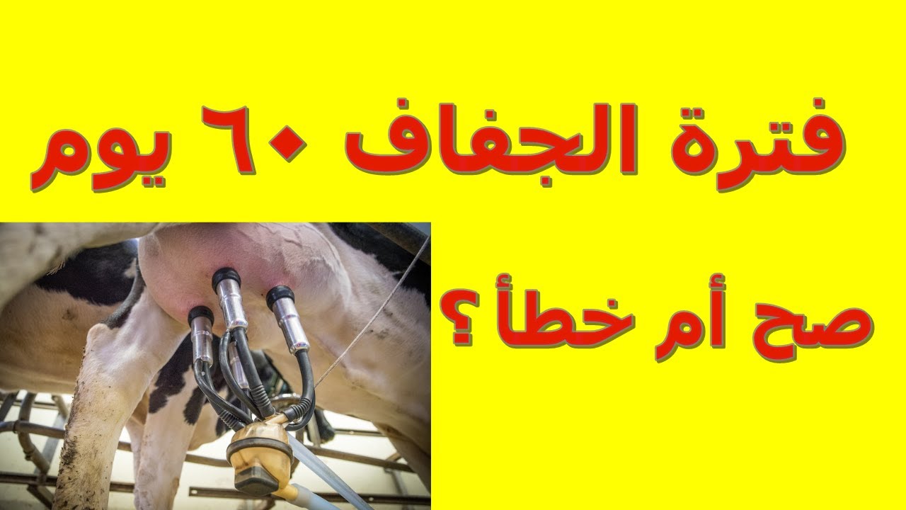 فترة الجفاف فى الأبقار 60 يوم : صح أم خطأ؟ // أ.د/ أحمد سلامة