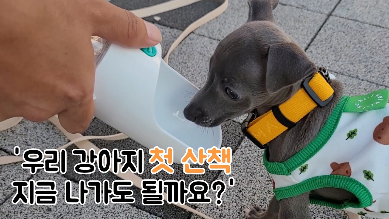 강아지 사회화 골든타임! 우리아이 첫 산책 지금 괜찮을까요?