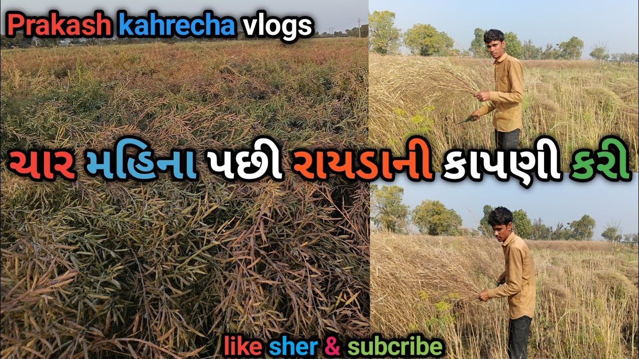 ચાર મહિના પછી રાયડાની કાપણી કરી/Char Mahina Pachi Raydani Kapni Kari