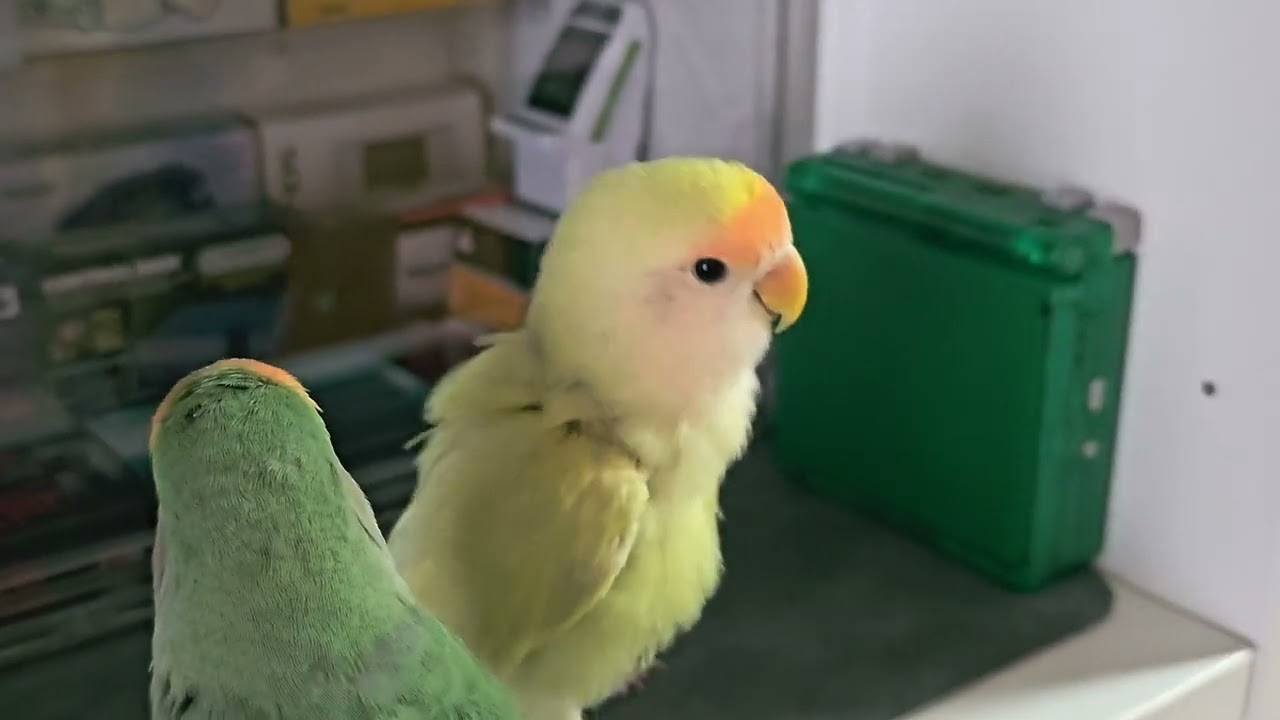 そこはインコが遊ぶところではありません！ #lovebirds