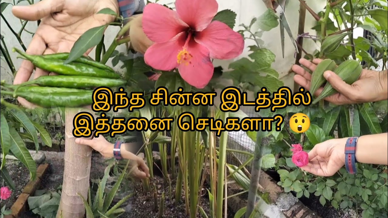 மின்னுக்கு சின்ன இடத்தில் இத்தனை செடிகளா? 😲 | Garden Tour