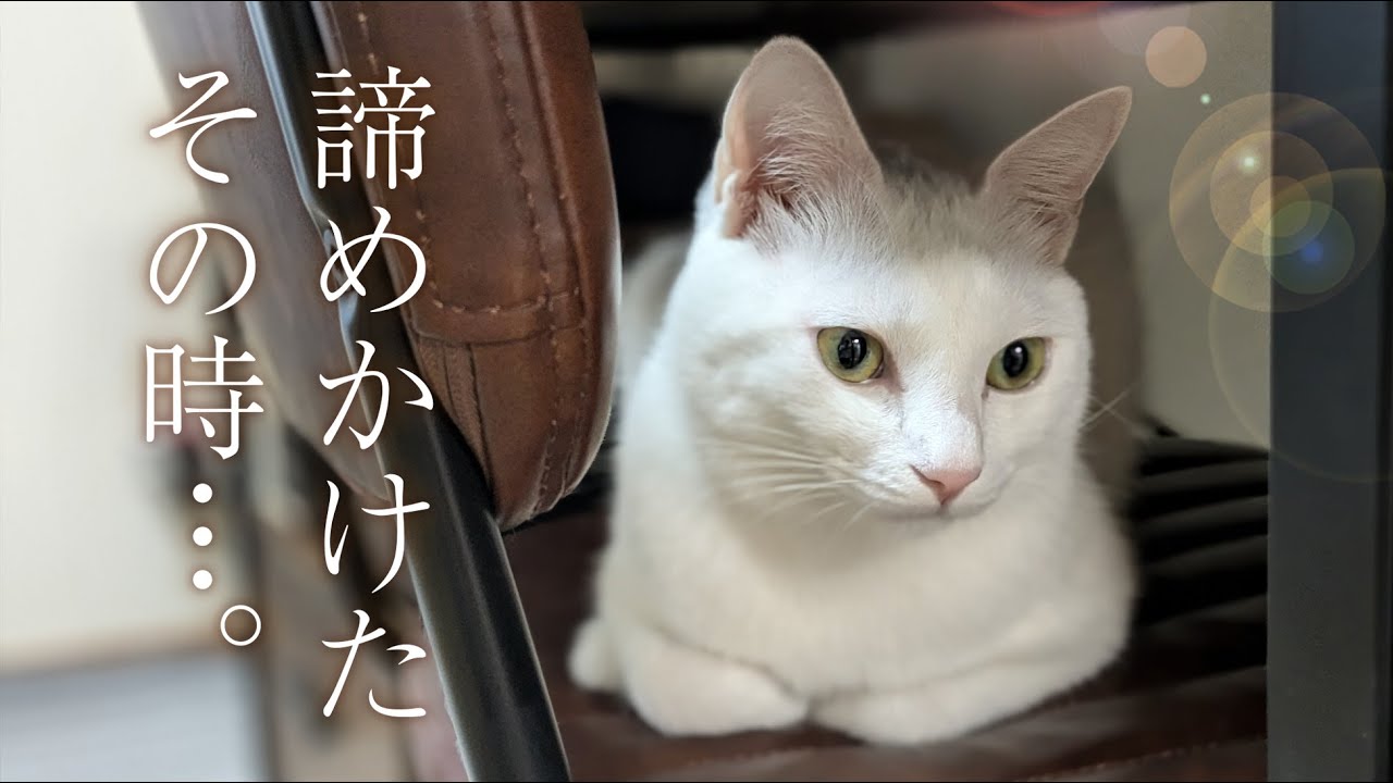 白猫と酔っ払い夫婦。