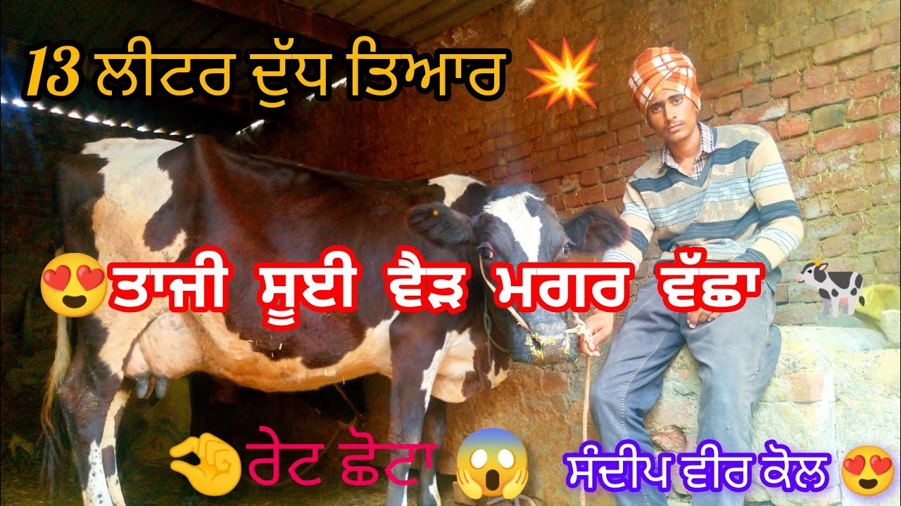 pH:9781685435 ਤਾਜ਼ੀ ਸੂਈ ਗਾਂ 13 ਲੀਟਰ ਦੁੱਧ ਤਿਆਰ ਰੇਟ ਛੋਟਾ ਸੰਦੀਪ ਵੀਰ ਕੋਲ #cow #salecow #dairyfarm #viral