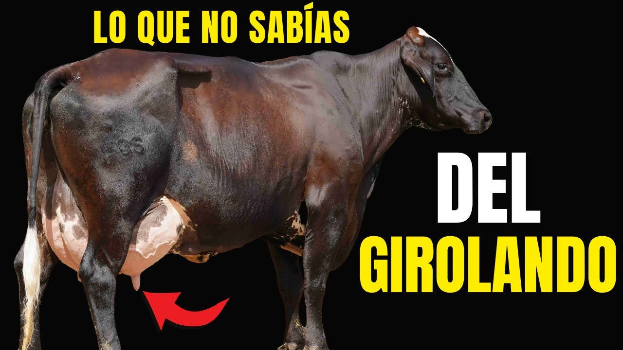 Raza Girolando: La Vaca Lechera Ideal para Clima Cálido