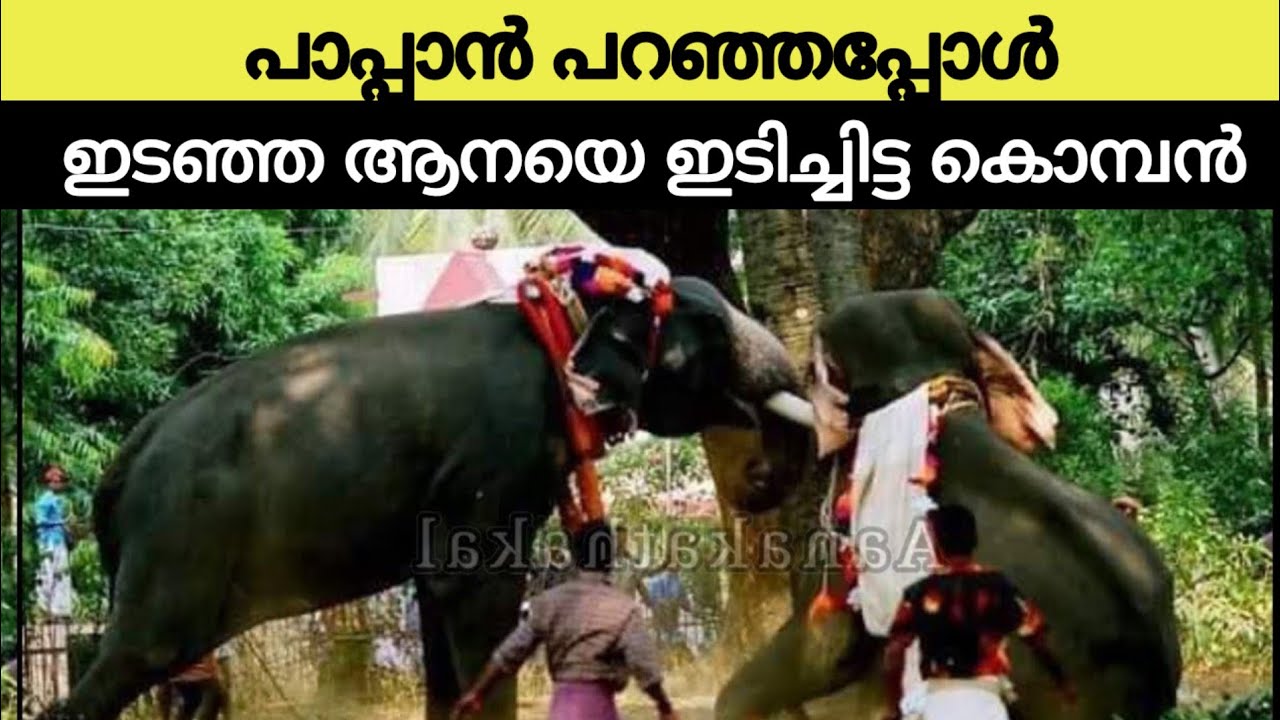 പാപ്പാൻ പറഞ്ഞപ്പോൾ ഇടഞ്ഞ ആനയെ ഇടിച്ചിട്ട കൊമ്പൻ| Kalarikkavu prakash shankar| Elephant attack kerala