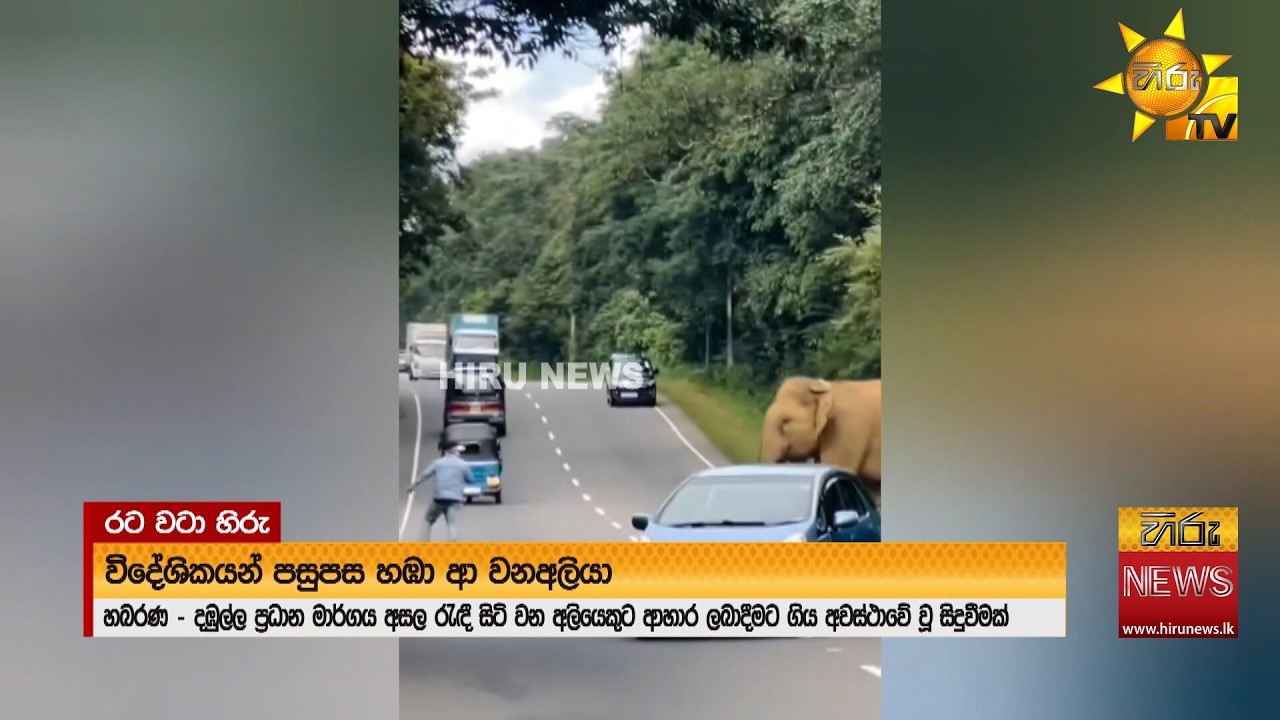 අලියාට කන්න දෙන්න ගිය විදේශිකයන් දෙදෙනෙක් අලි කරදරේක - Hiru News
