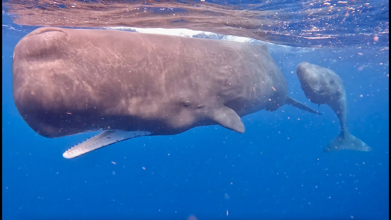 Mom and baby Sperm Whale