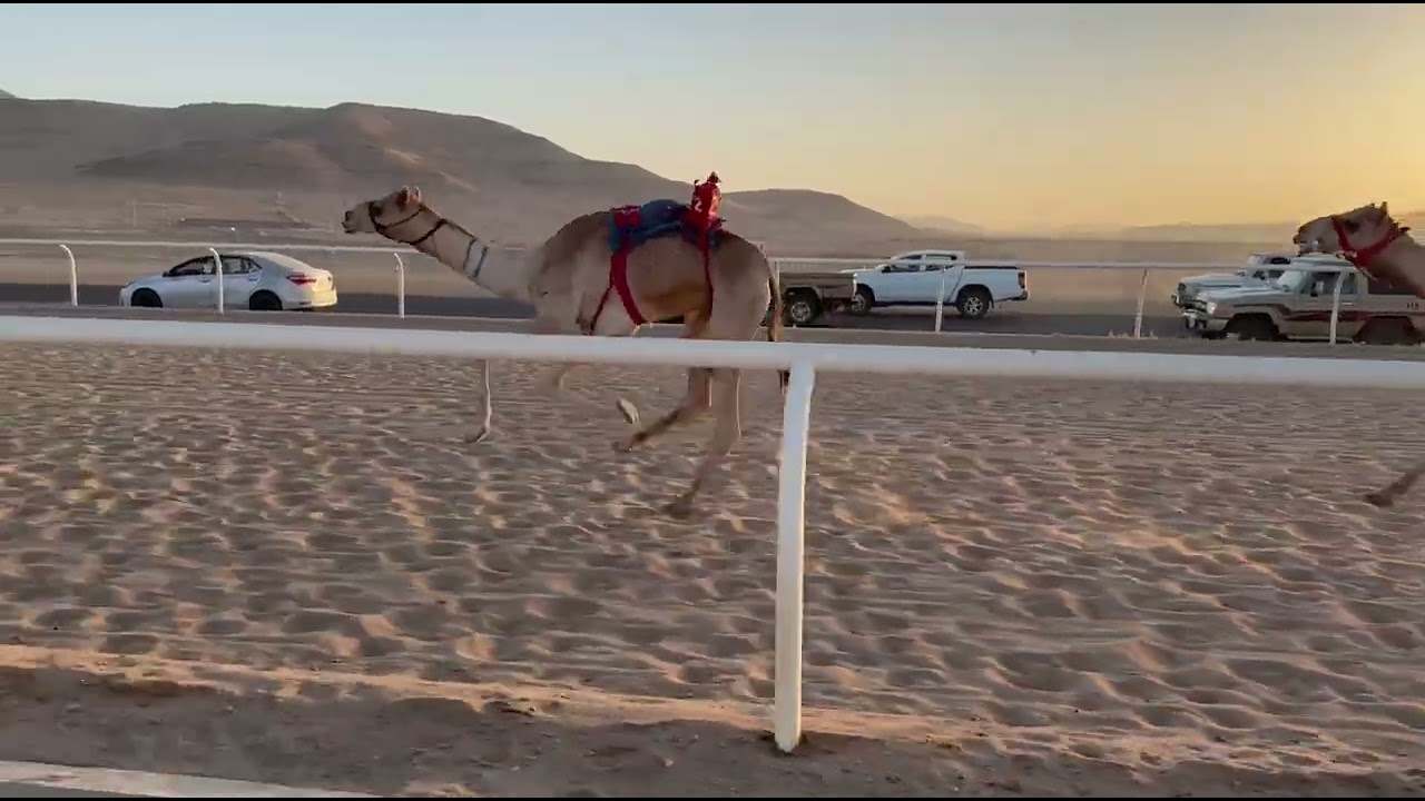 الشوط الثاني قعدان لقايا رئيسي  مدلل لـــ إبراهيم محمد العطوي التوقيت  6:40