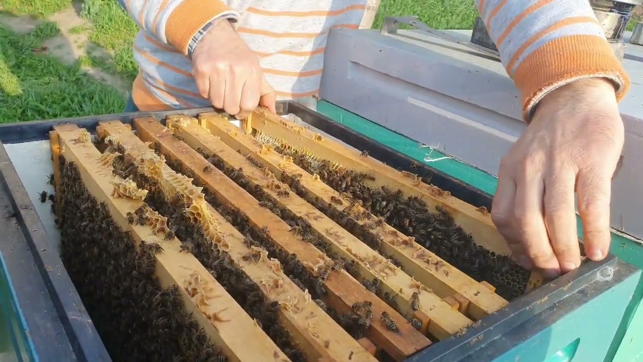 [  7  ]  (  3 aprilie ) colectăm polen