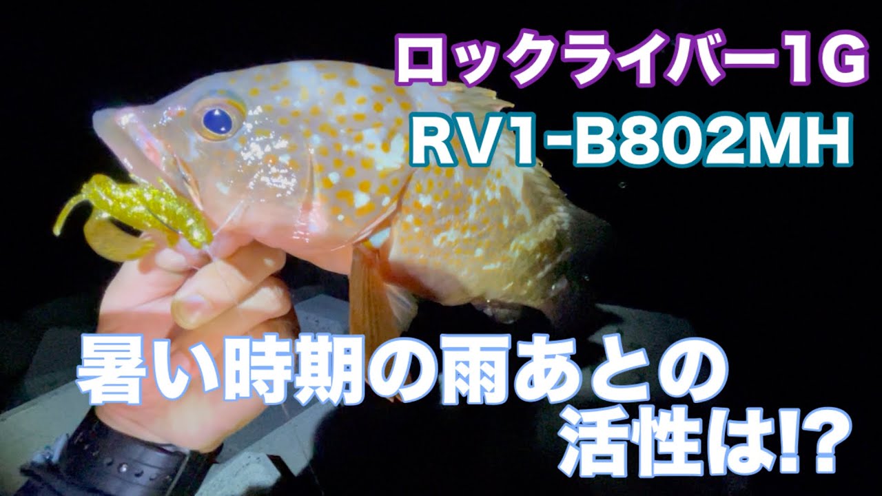 夏場のアコウ！雨後は高活性!?【アコウ】【ロックライバー1G】