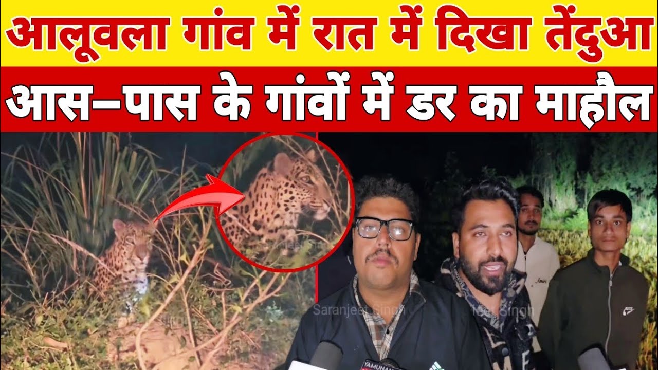 आलूवाला गांव में तेंदुआ दिखा,गाँव वाले लाठी डंडे लेकर खेतों में डटे।मौके पर वन्य जीव अधिकारी मौजूद