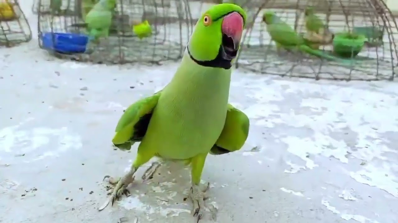 Amazing Parrot Sound Competition | Funny & Talented Talking Parrots 