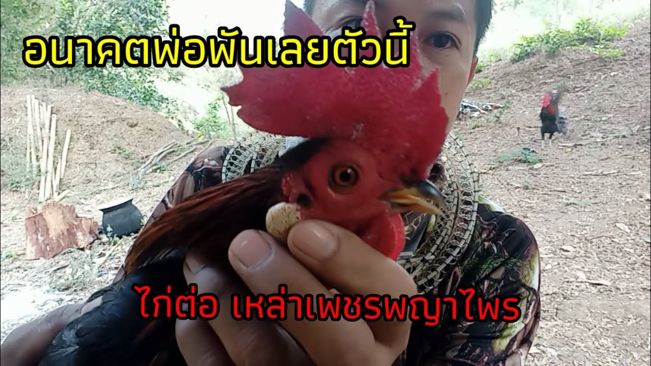 @ไก่ต่อ@ไก่ตั้ง วันนี้มาจับไก่ต่อที่สวน ตัวนี้อนาคตพ่อพันธุ์ เลย รอติดตามตอนต่อไปคับ