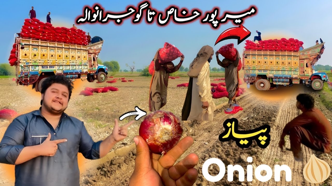 Mirpur Khas Se Gujrawala Ka Onion ( پیاز ) 🧅Load | Back To Punjab 😍| Truckawaly Vlogs 