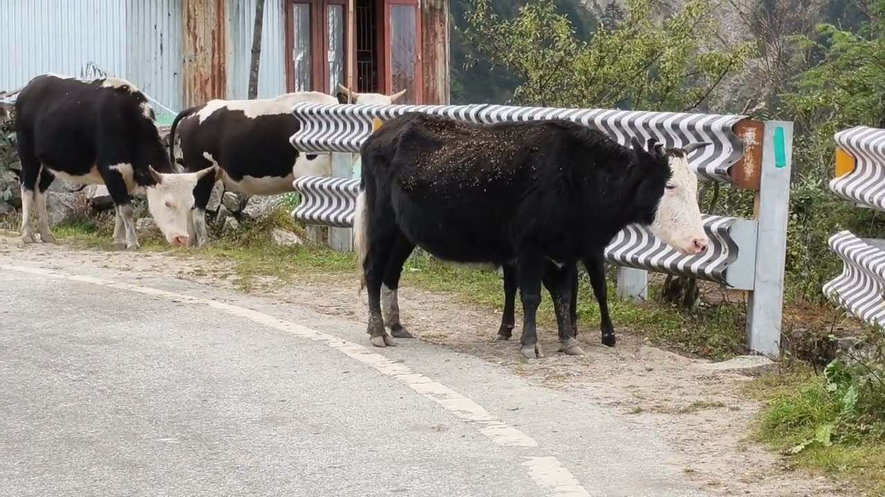 #arunachal #asham#