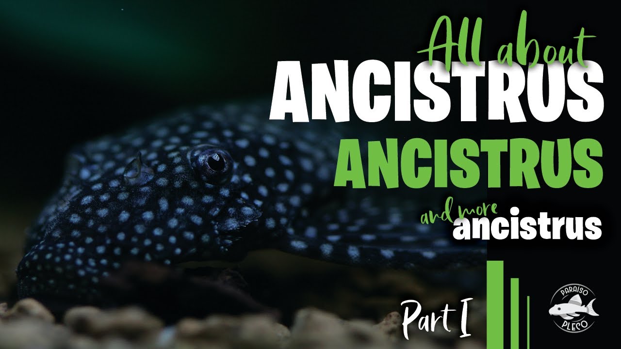 All About ANCISTRUS - Part I