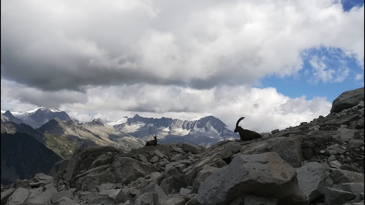 Monte Re Di Castello a 2889m (Parco dell'Adamello). Una giornata avventurosa tra le Alpi (15/08/20)
