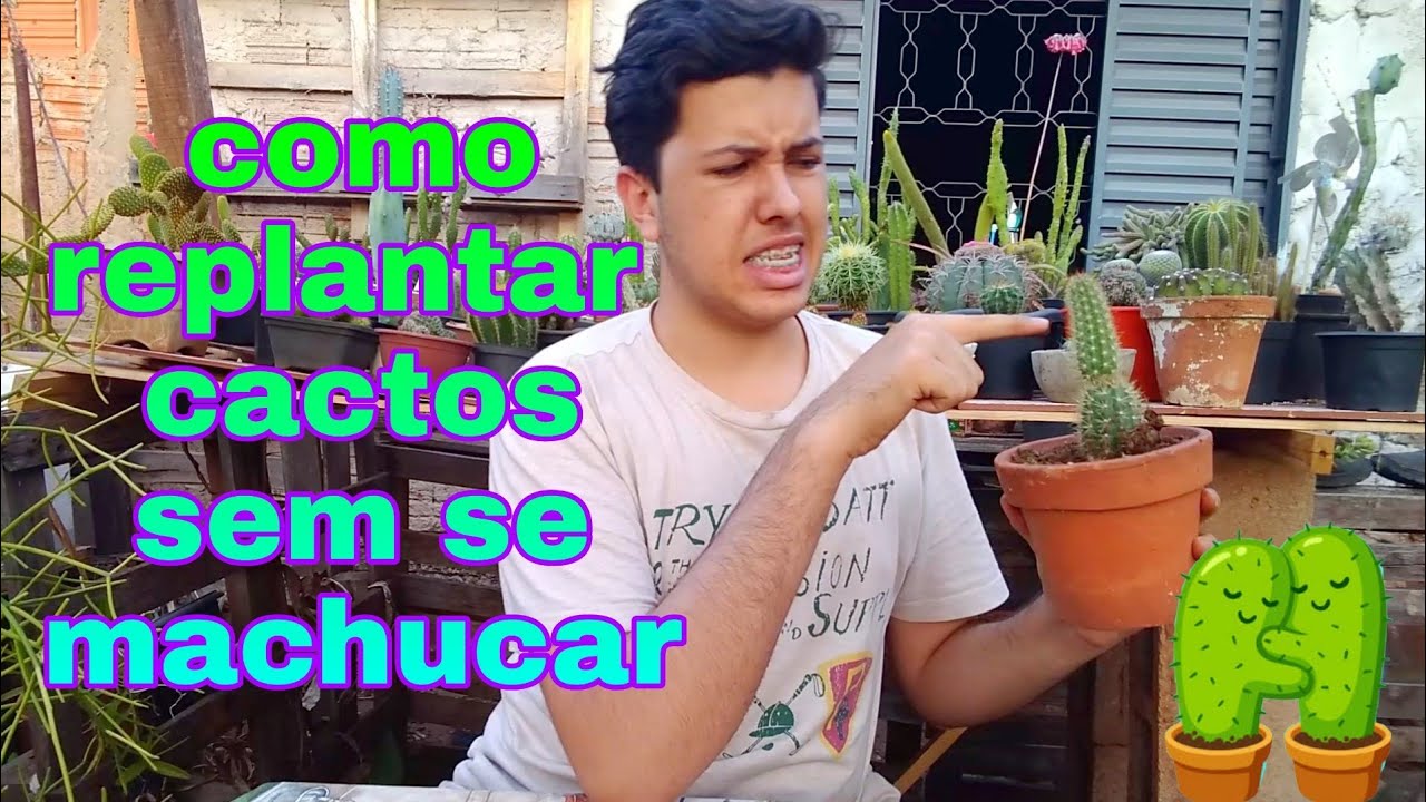 Como replantar cactos sem se machucar