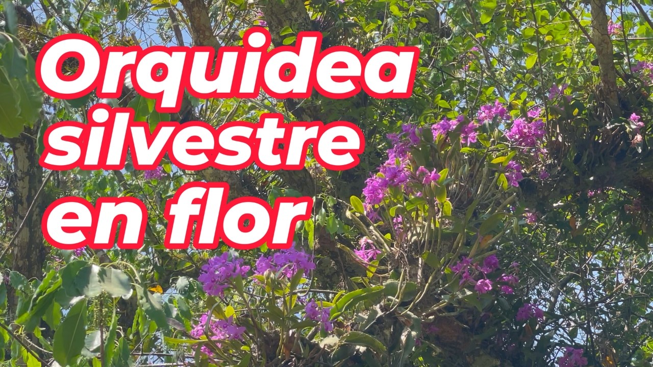 🌿 Belleza oculta: las orquídeas silvestres más impresionantes que encontrarás #orquidias #naturaleza