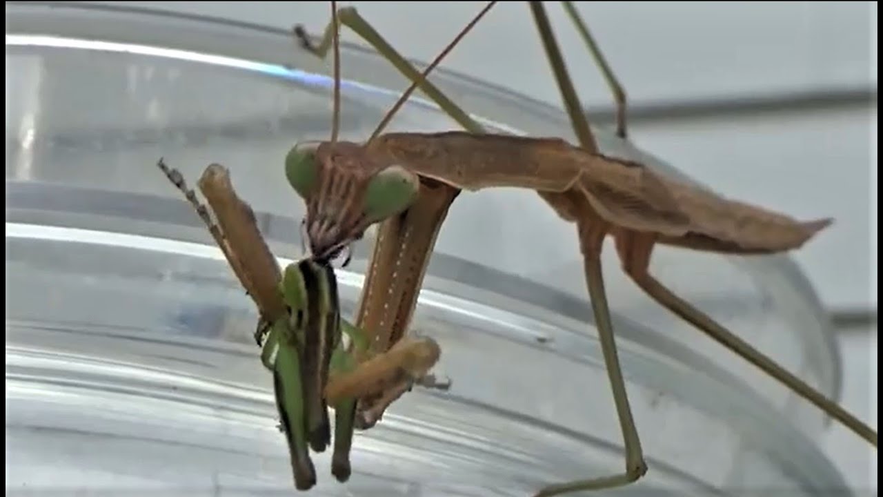 Chinese praying mantis #9, #prayingmantis