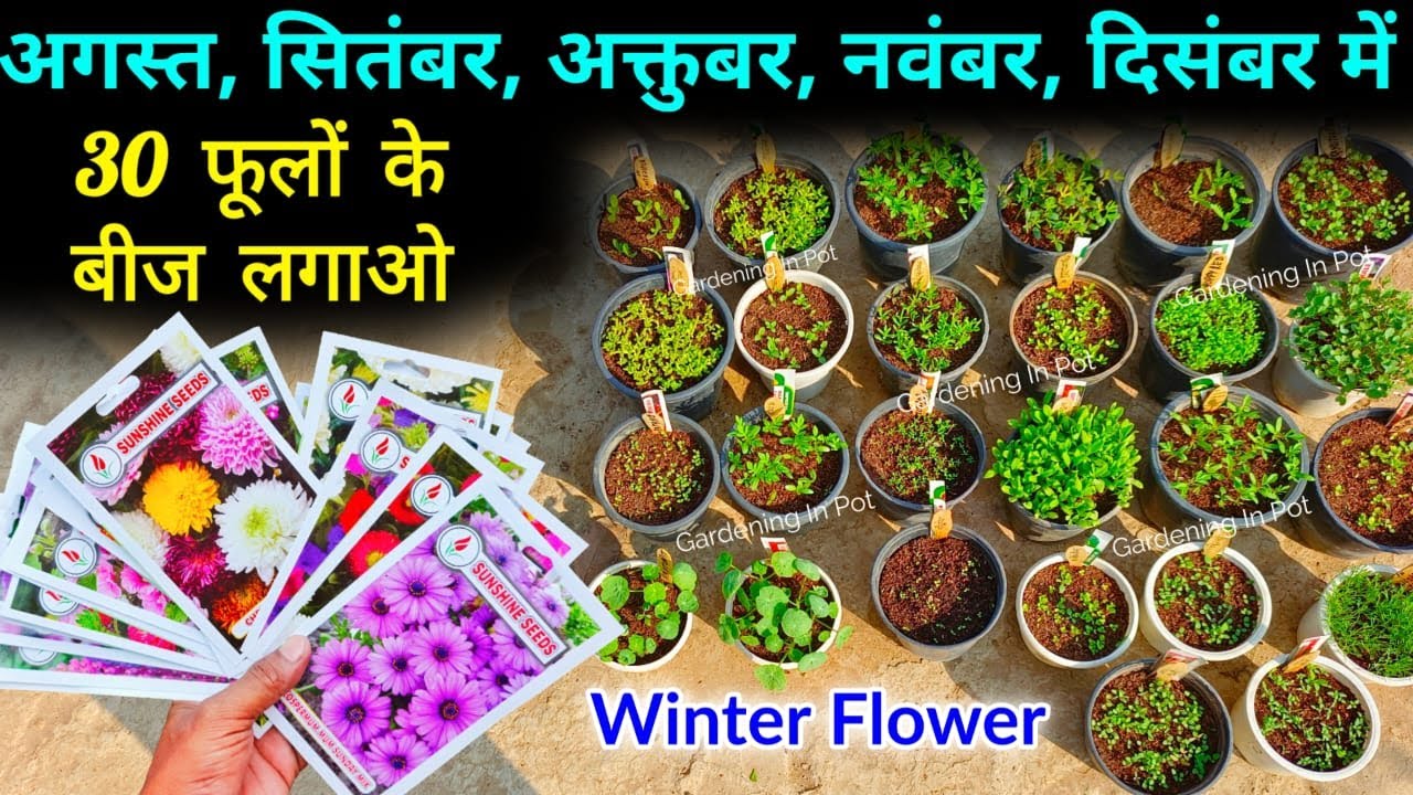 दिसम्बर - अगस्त मे इन फूलों के बीज लगाने का तैयारी करें | In October  Sow Winter Flower Seed at Home
