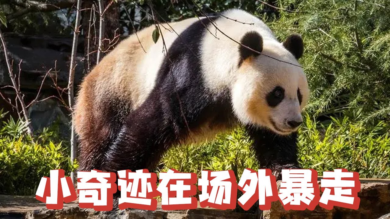 小奇迹换了新邻居有点不适应，在场外暴走不回家，可把王奶爸急坏了【追娱秀场】