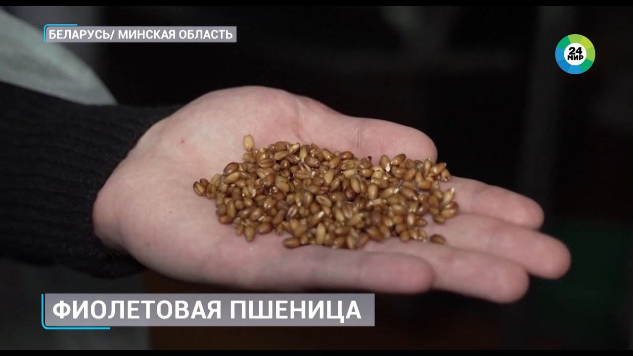Фиолетовый хлеб начали выпекать в Беларуси. Почему он полезнее традиционного?