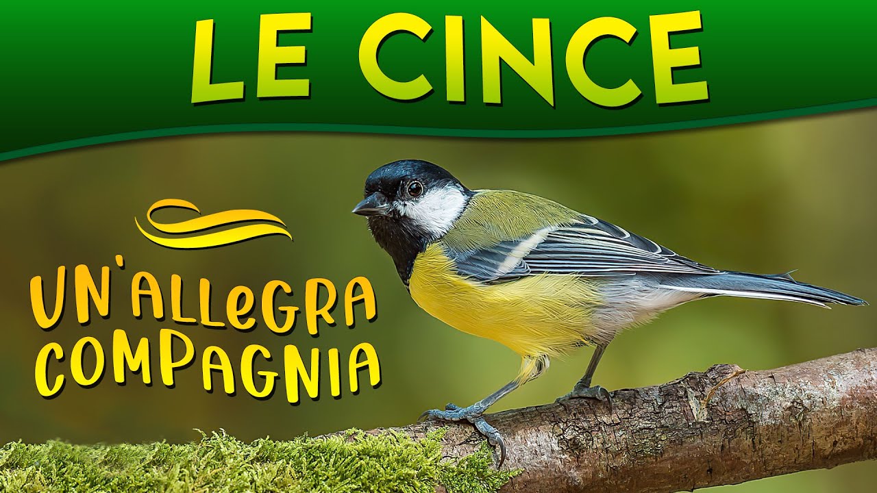 Le Cince, un'allegra compagnia ► Puntata 23
