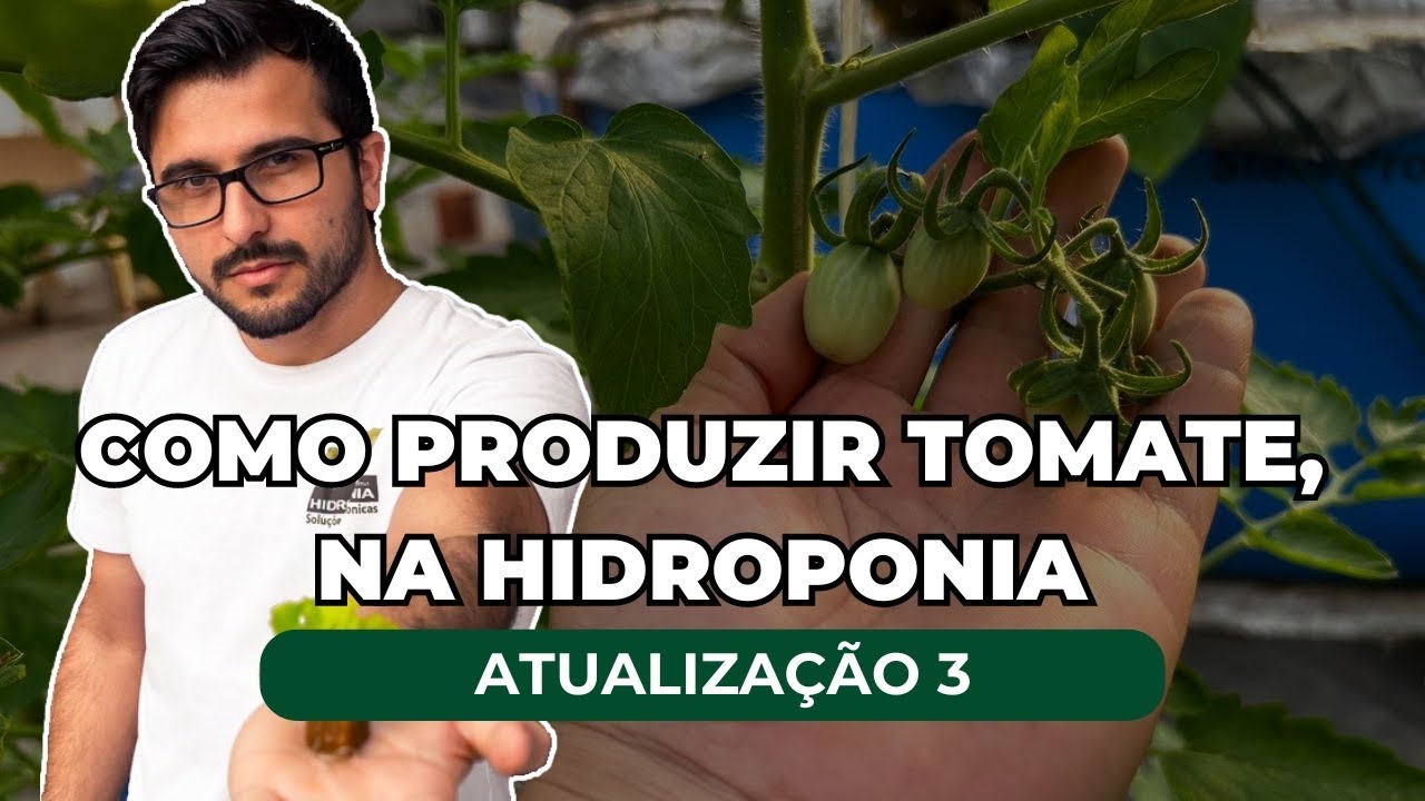 Como produzir tomate na Hidroponia (Atualizaçao 3)