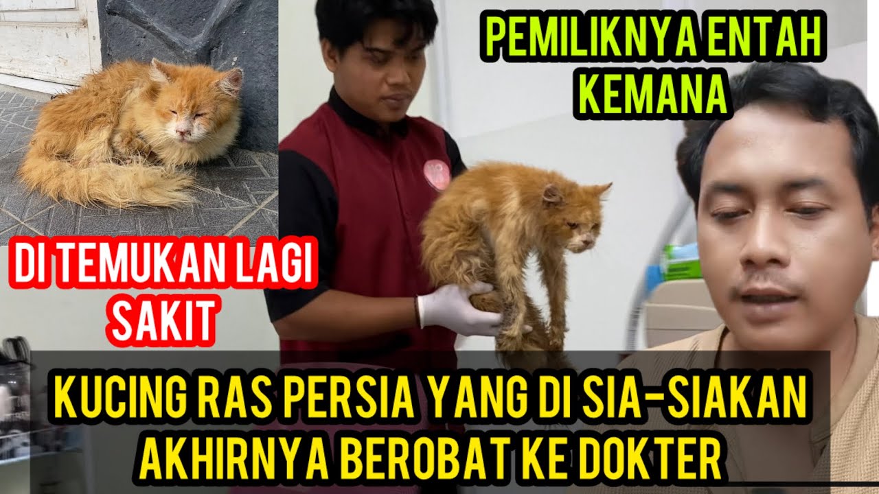 Kucing Ras Terlantar Akhirnya Bisa Berobat Ke Dokter Kasihan Menderita..‼️