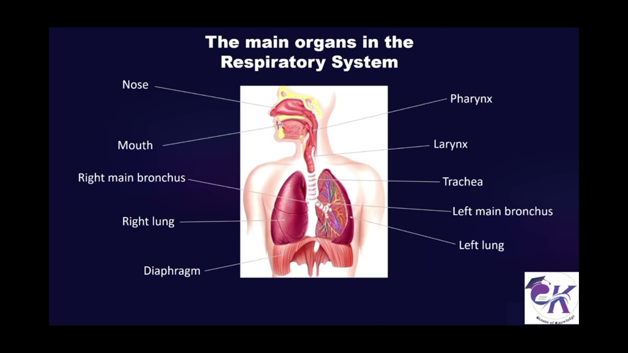 Respiratory System Tai