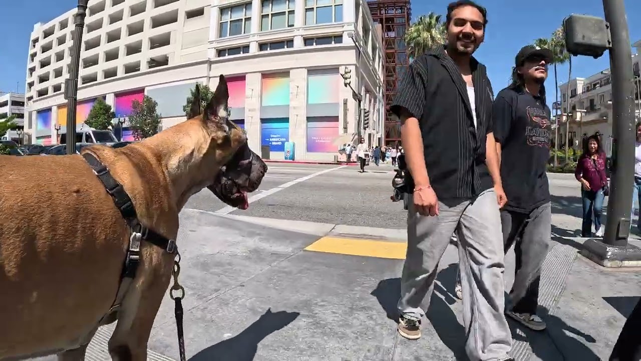 Cash 2.0 Great Dane at the Americana at Brand in Glendale, California 18