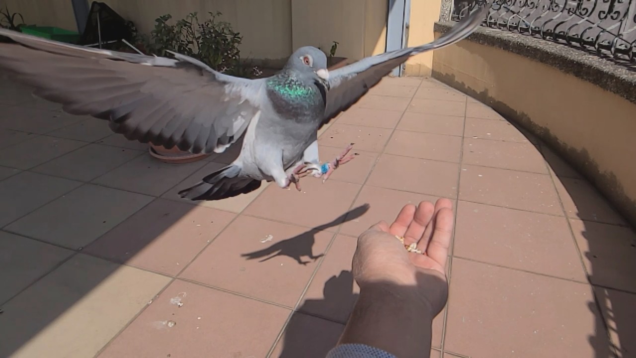 Pigeon Flight Slow Motion 202601
