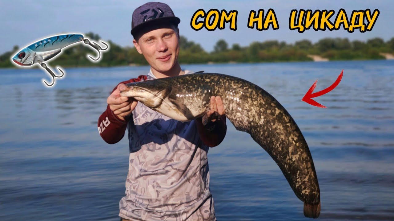 ЦИКАДА vs СИЛІКОН: експеримент на риболовлі 🤔