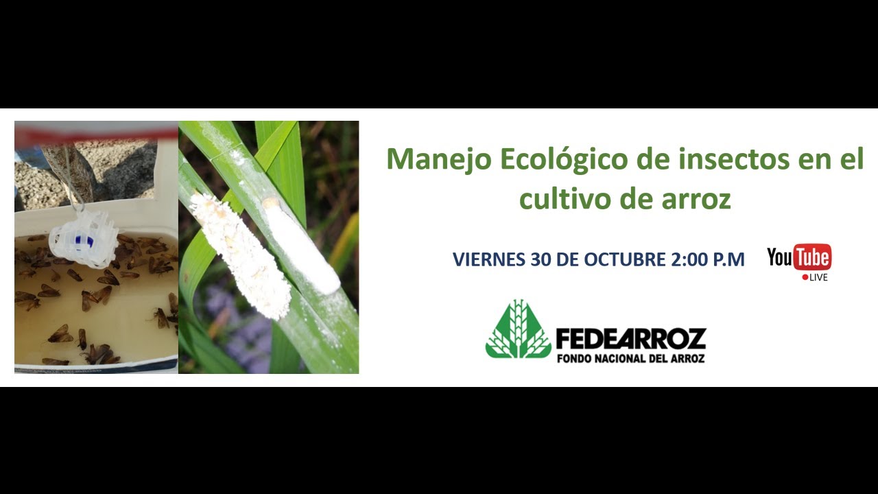 WEBINAR - Manejo Ecológico de insectos en el cultivo de arroz