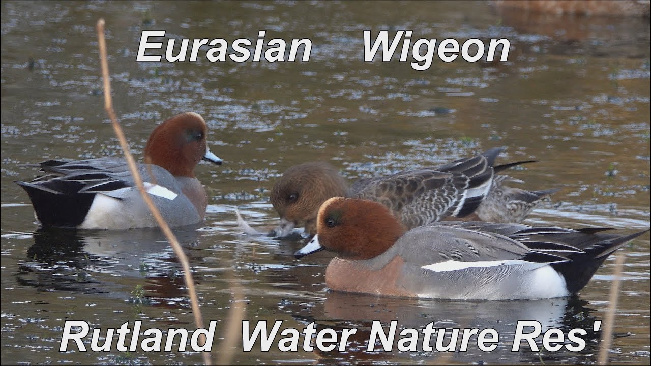 Eurasian Wigeon - 2024