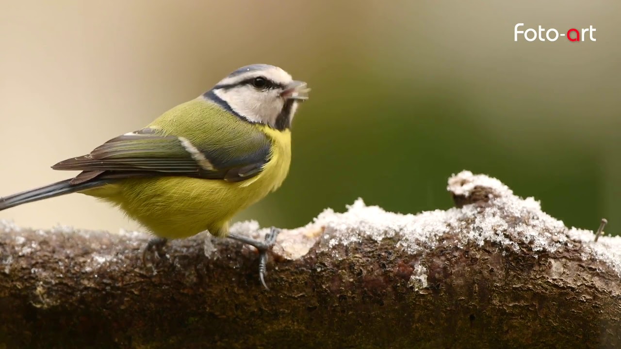 #Birdgarden La cinciarella sotto la neve - Cyanistes caeruleus,