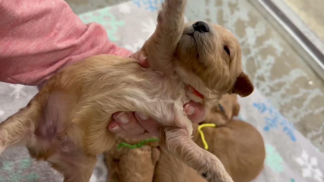 Angel’s male English Teddy Bear Goldendoodle puppies 2 weeks old