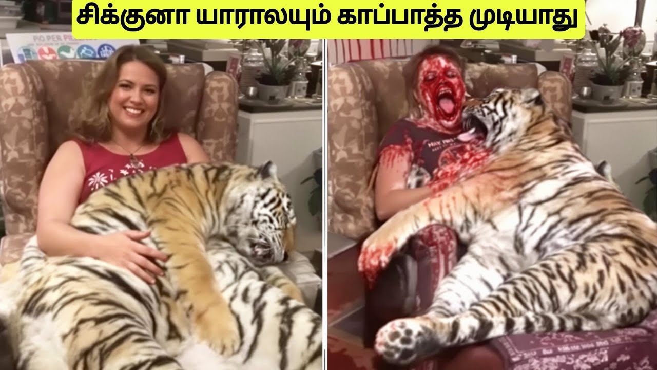 மிகவும் கொடூரமான விலங்குகள் தாக்குதல்கள் | Dangerous Wild animal pets | Tamil Wonders