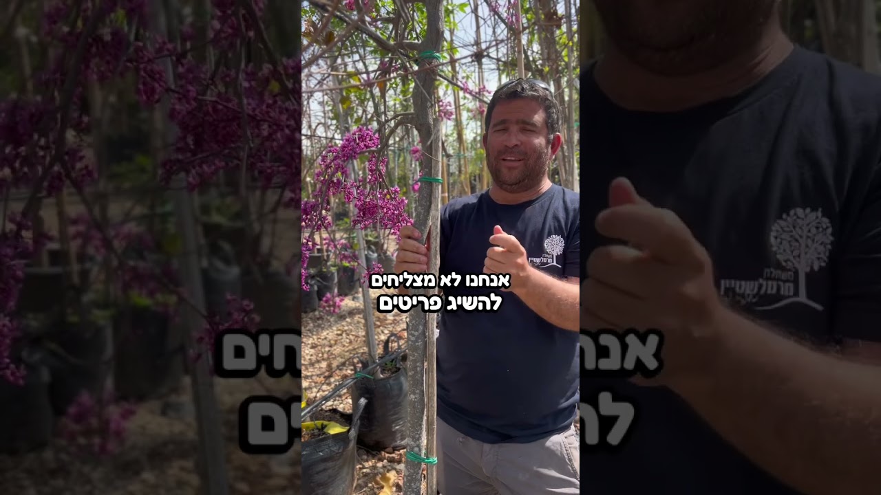 כליל החורש וגם זנים מיוחדים של כליל החורש