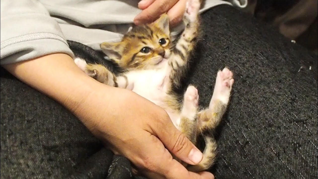 [1 минута 30 секунд спустя] Котенок падает с колена