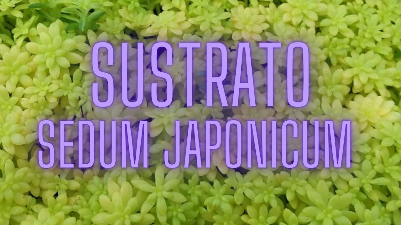 Cómo Preparar El Sustrato Para  Sedum japonicum