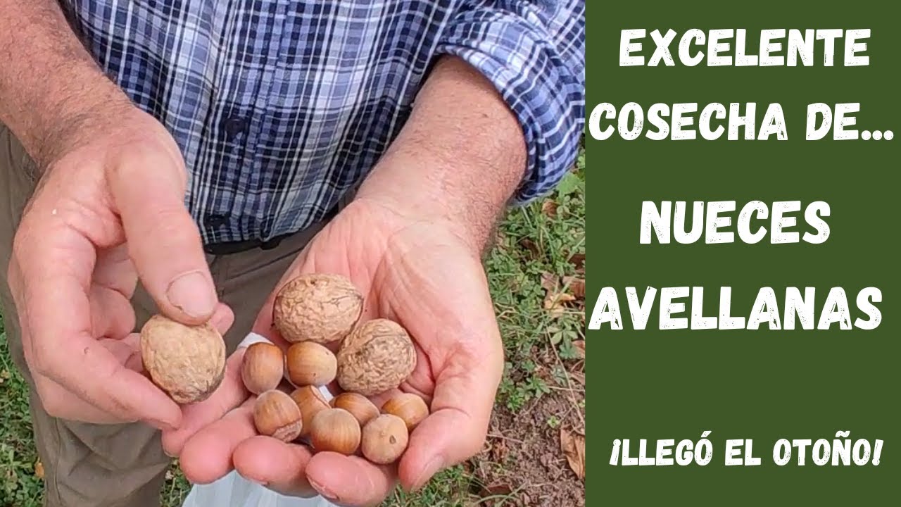 Cómo recogemos las AVELLANAS y NUECES en la huerta | Otoño 2022