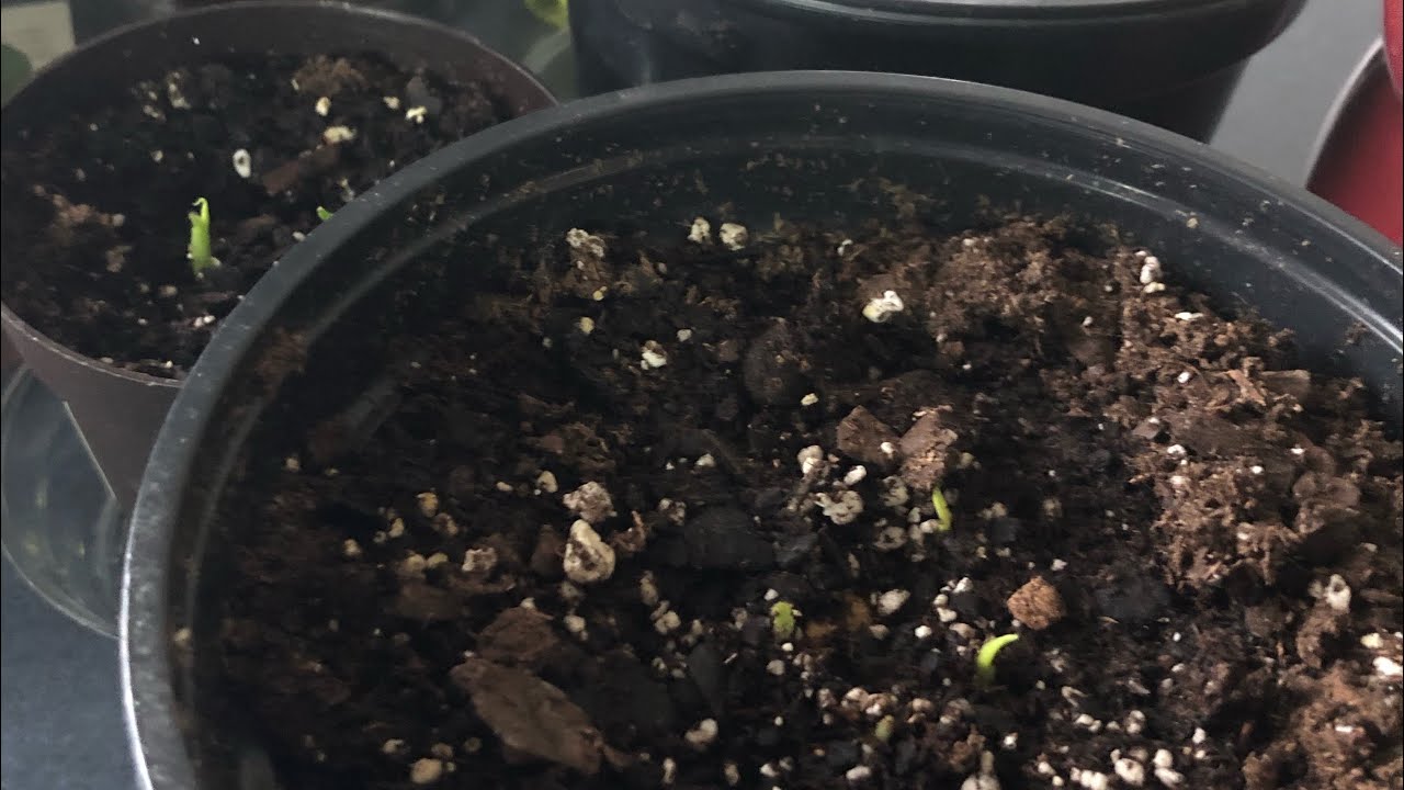 Monstera Seeds