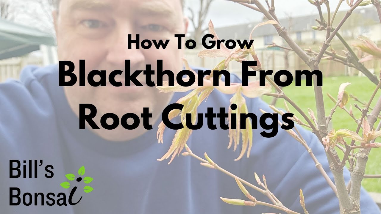 How to Grow Blackthorn from Root Cuttings | Bonsai