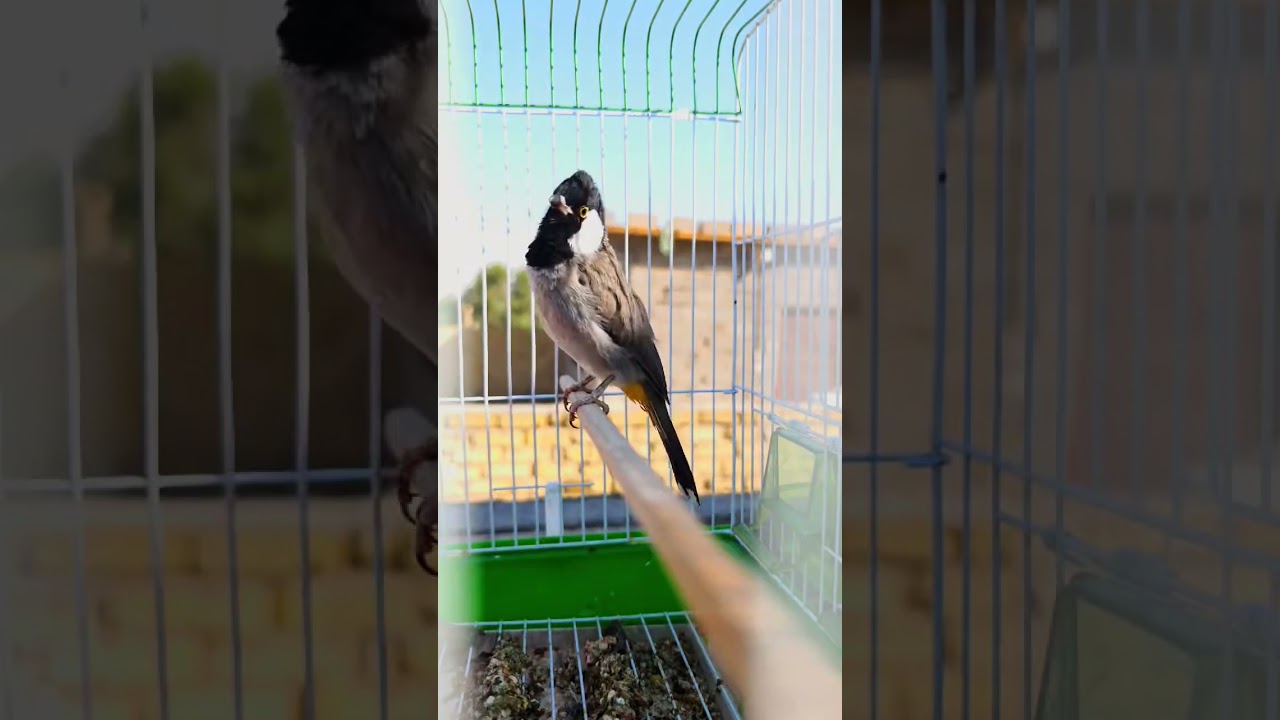 بلبل مندلاوي قوي👍