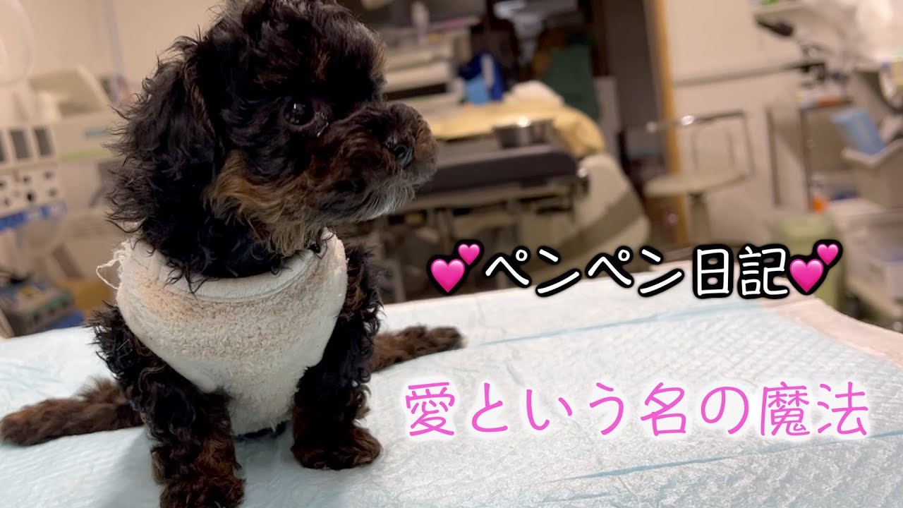 💕ペンペン日記💕 愛という名の魔法