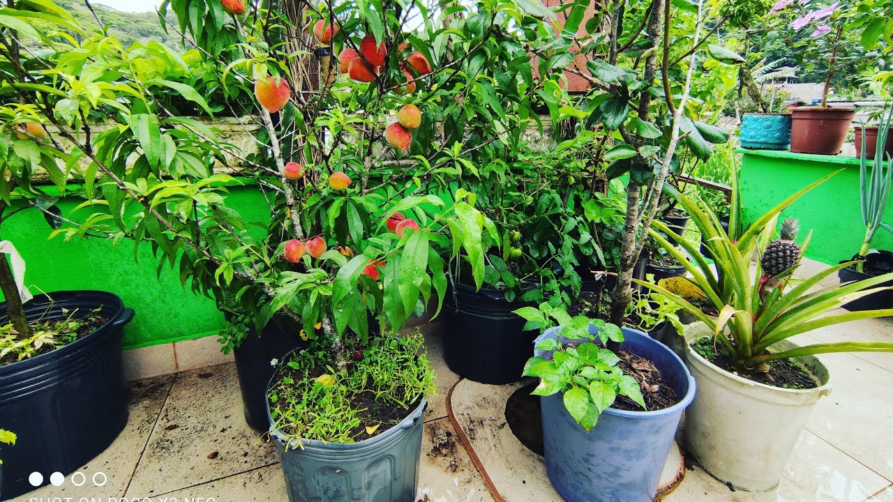 Árvores frutíferas em vaso na laje