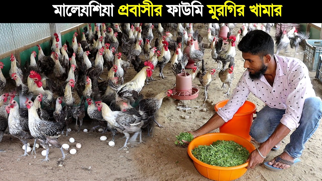 চাঁদপুরের উদ্যোক্তা সোহাগ ফাউমি মুরগি পালন করে প্রবাস থেকে বেশি টাকা আয় করছেন।Fowomi morgi